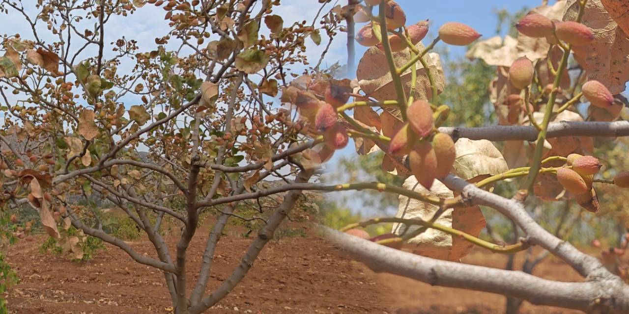 Tarih boyunca görülmedi: ‘Yeşil altın’ kuruyor