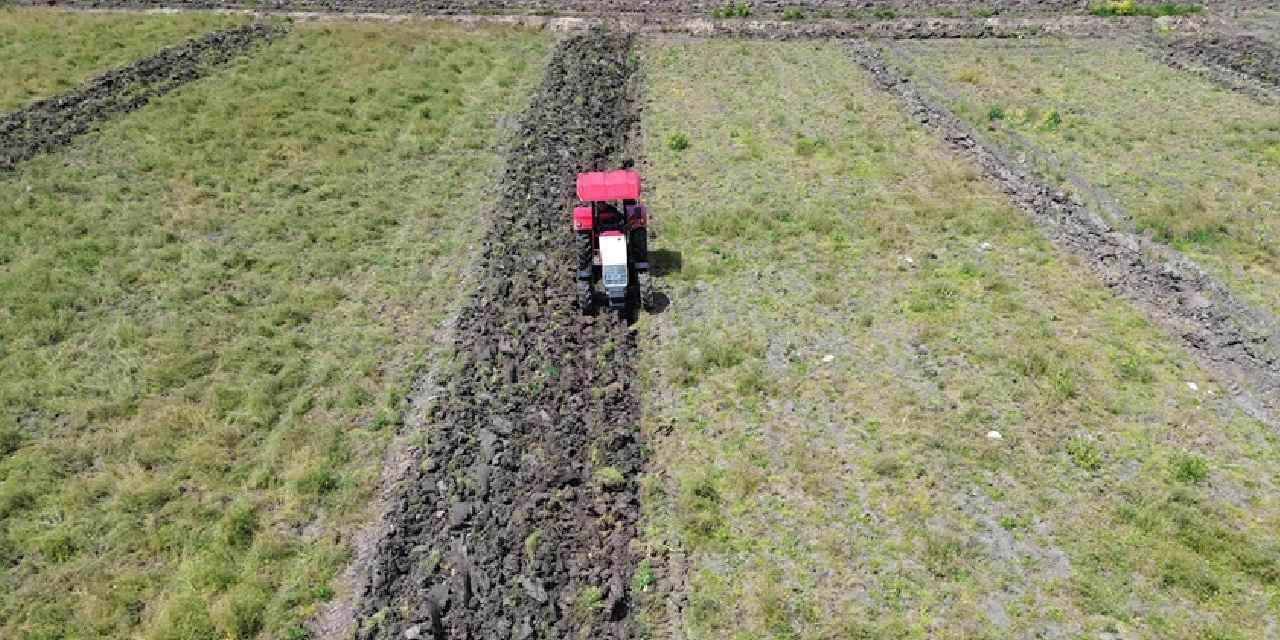 Samsun'da hasadı başladı: Kilosu 10 TL'den kapış kapış satılıyor