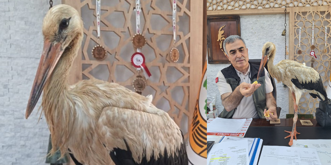 Yangından kaçan yaralı leylek ormancılara sığındı