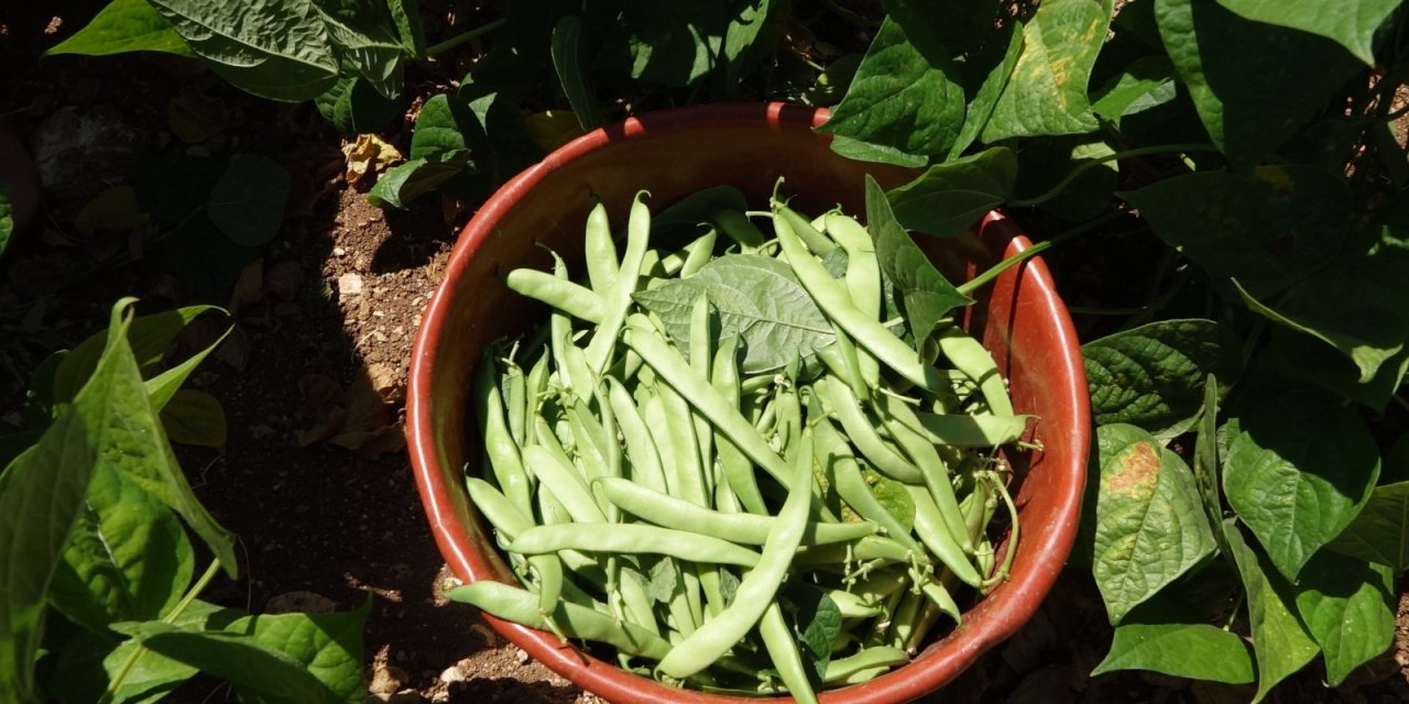 Üreticiler isyan bayrağını çekti! "Gelecek sene ekemeyeceğiz!"