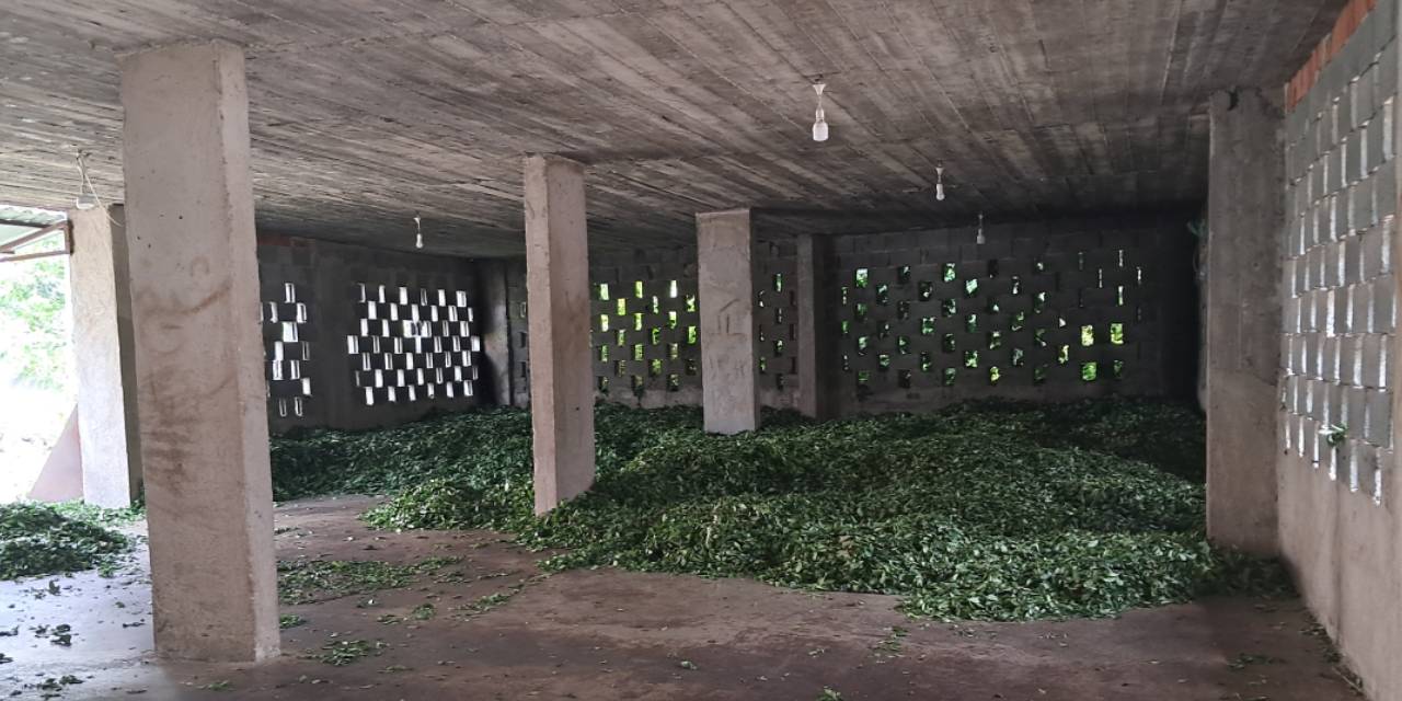 Çay üreticisinden ÇAYKUR'a tepki: Bizi özel sektöre mahkum etti