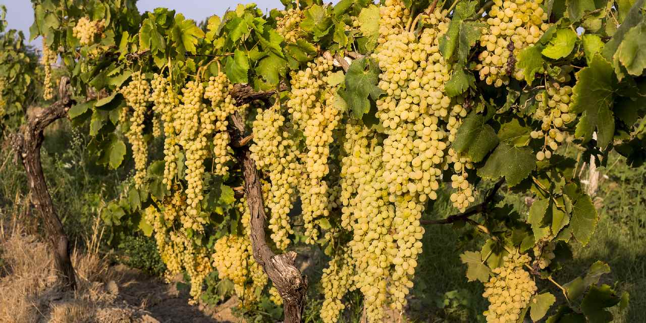 4 Ağustos’ta üzüm ihracatına izin çıkıyor: 100 milyon dolar satış hedefleniyor
