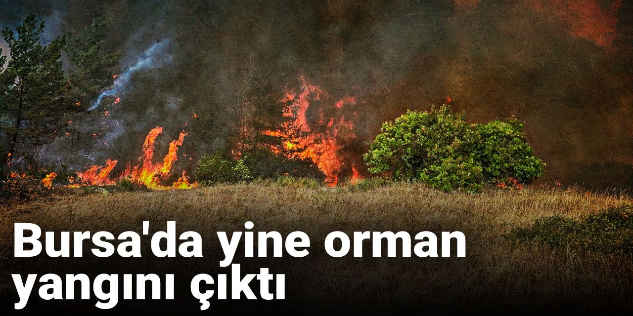 Son dakika | Bursa'da yine orman yangını çıktı