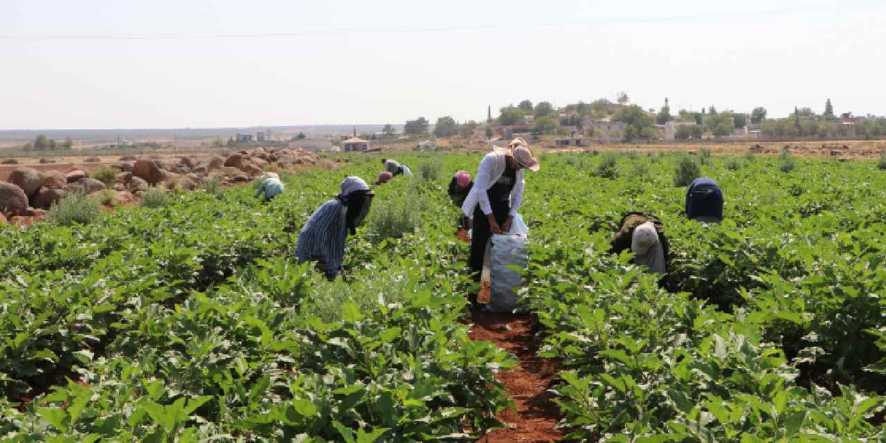 Üretici verimden memnun: 20 dekar alandan 50 ton hasat bekliyor