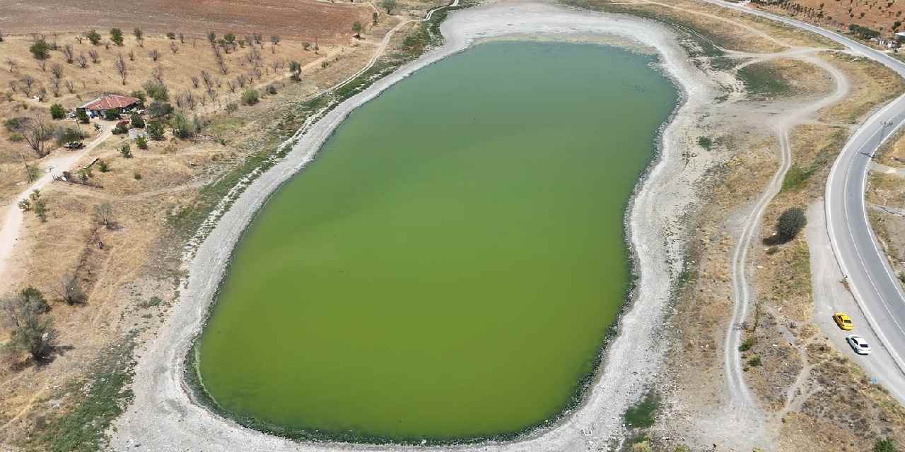 Ölü balıklar kıyıya vurdu: Çevredekiler kötü kokudan rahatsız