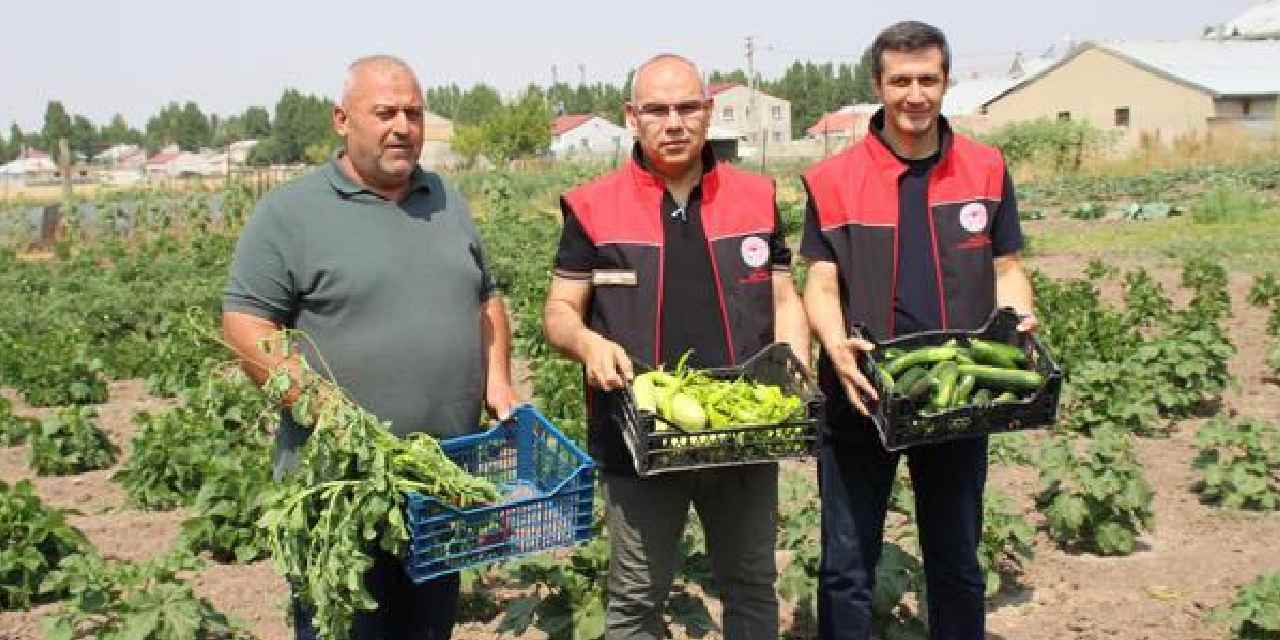150 bine yakın fide dağıtılmıştı: Toprakla buluşan fidelerden yetiştirilen sebzeler hasat edildi