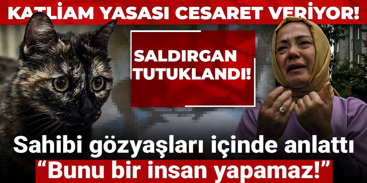 Kediyi apartmanda vahşice öldürdü! Sahibi gözyaşları içinde anlattı: Bunu bir insan yapamaz