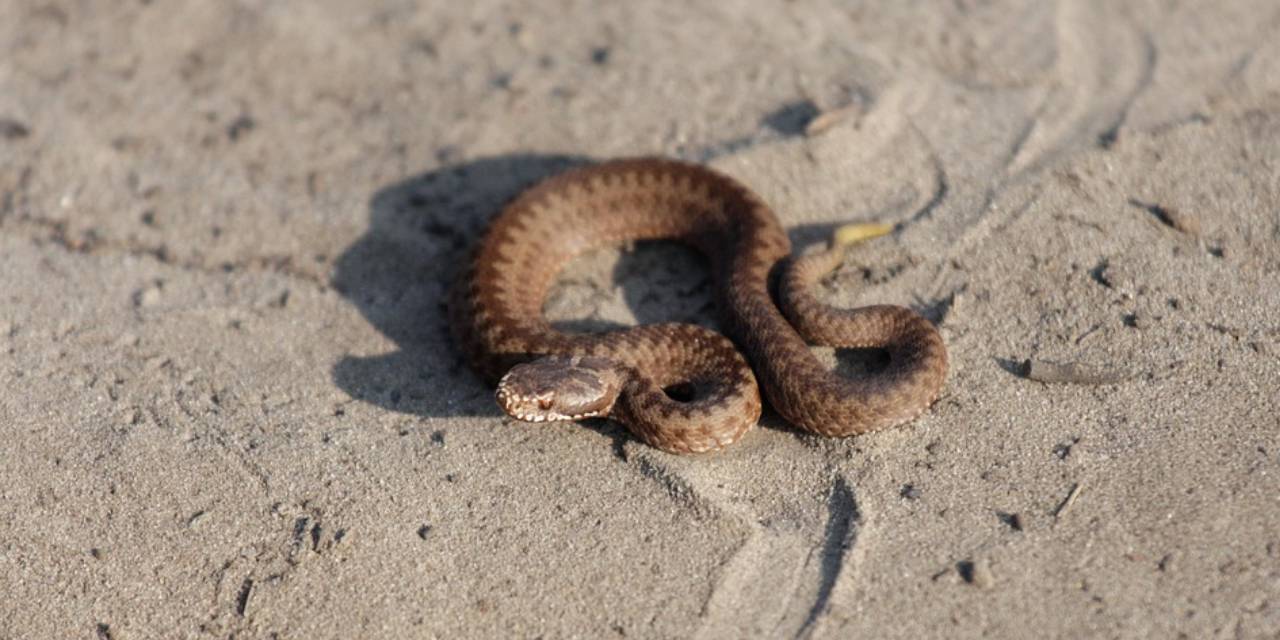 Ünlü tatil adası yılan istilası altında!