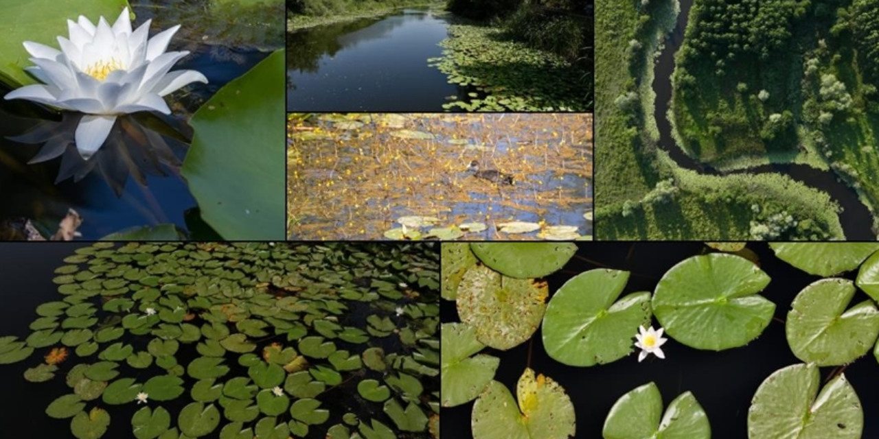 Türkiye'nin Amazon'u: Nilüferler içinde gizli bir cennet!