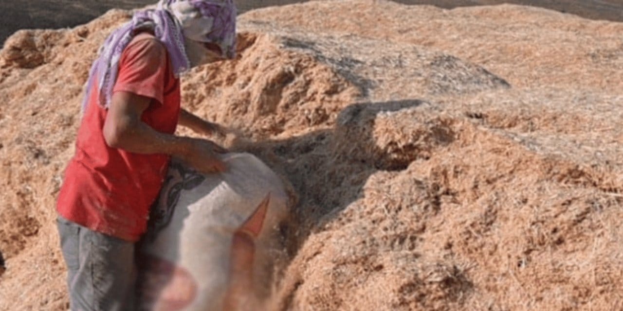 Saman fiyatları üçe katlandı: Besiciler zor bir kışa hazırlanıyor