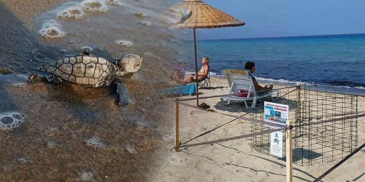 Yılın ilk caretta carettaları yumurtadan çıktı, denizle buluştu!