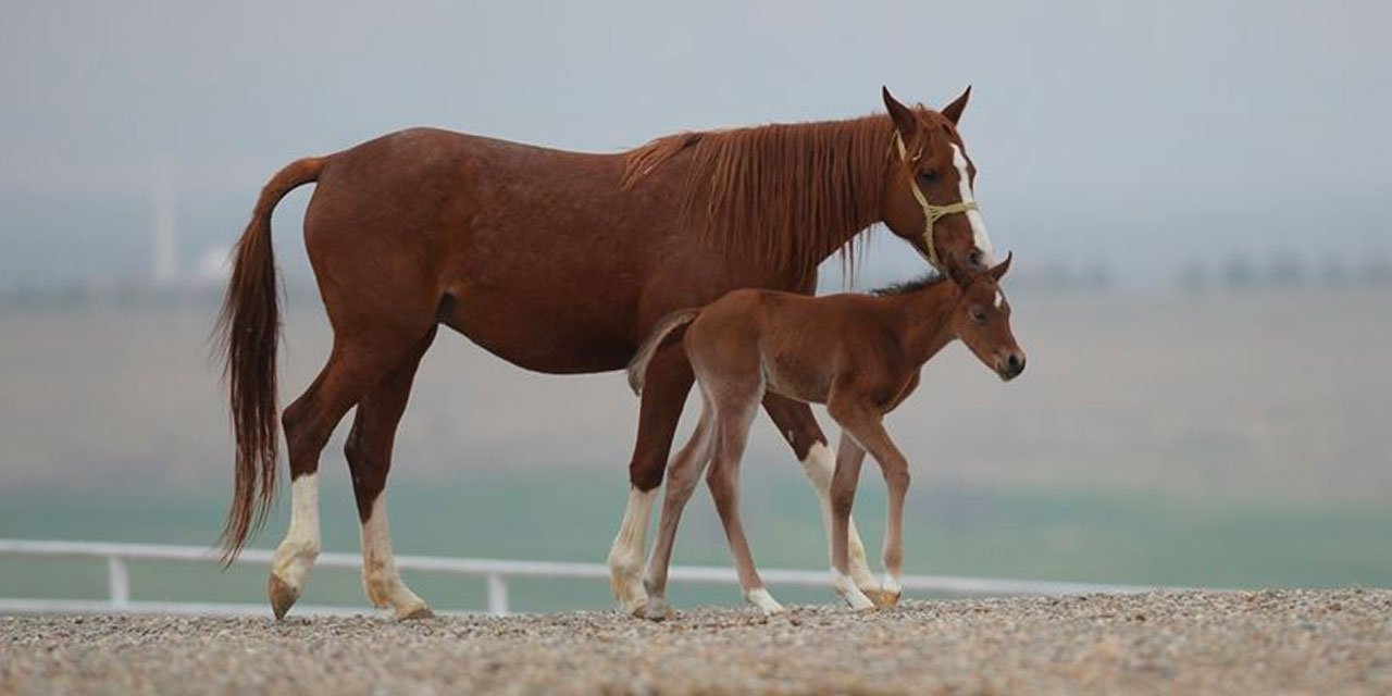 TİGEM 69 safkan Arap koşu tayı satacak