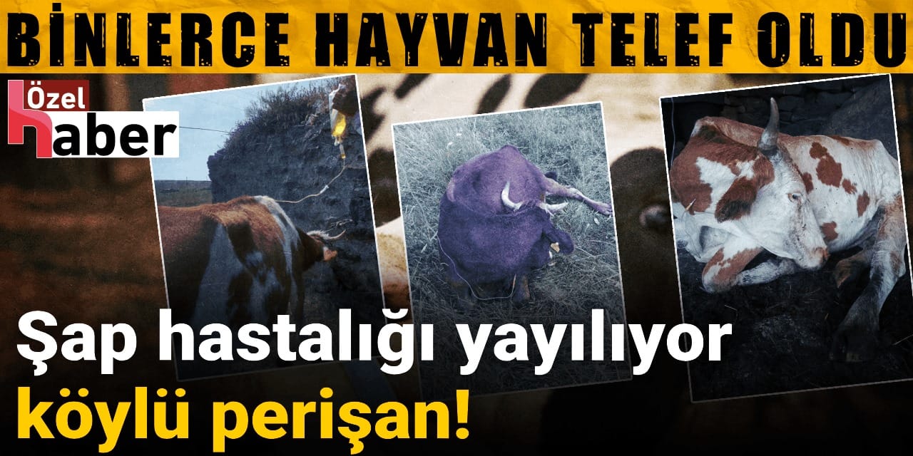 Şap hastalığı yayılıyor hayvanları telef olan köylü perişan!