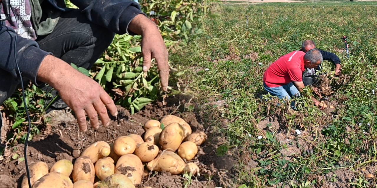 Yozgat'ta büyük çöküş: Patates altın gibi, fiyatı yerlerde!