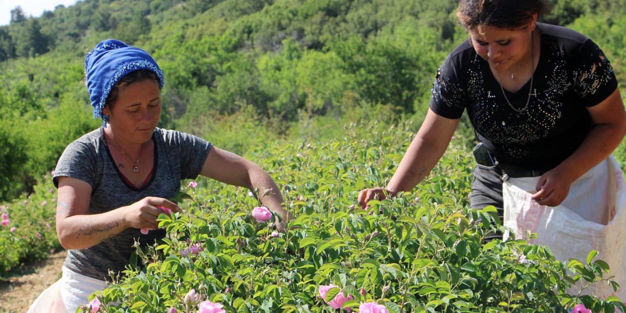 Gül bahçelerinde zirai don şoku: Rekolte yüzde 30 düştü