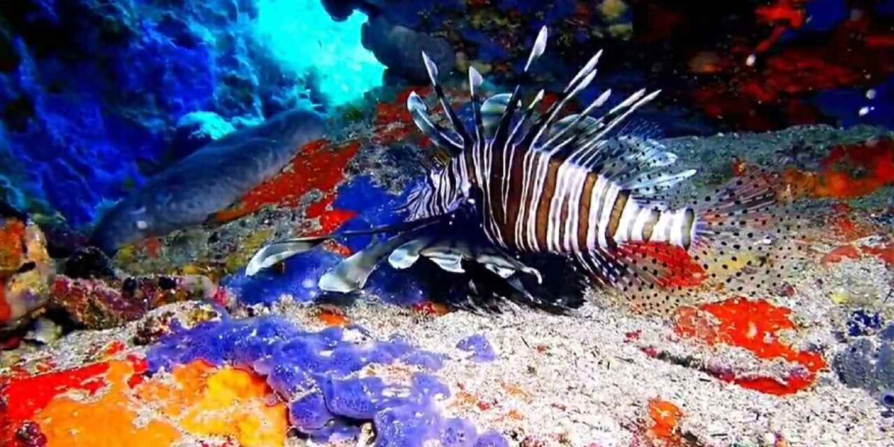 Balıkesir'de görüntülendi: Bilinçli avlandığında ekonomik değer taşıyor