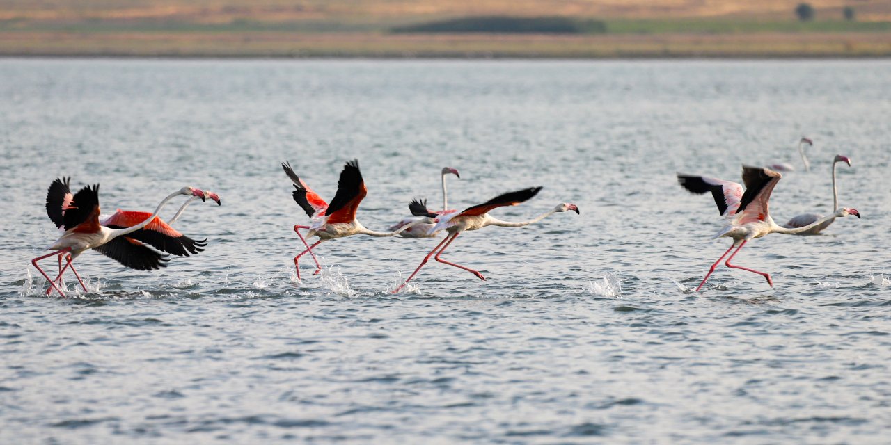 Van Gölü Havzası'na gelen flamingolar görüntülendi