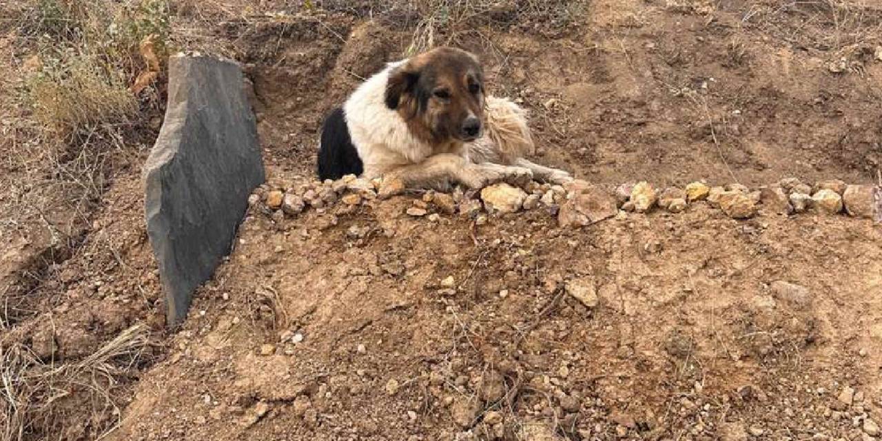 Sahibinin mezarının başından bir an bile ayrılmayan köpeği ünlü şarkıcı sahiplendi