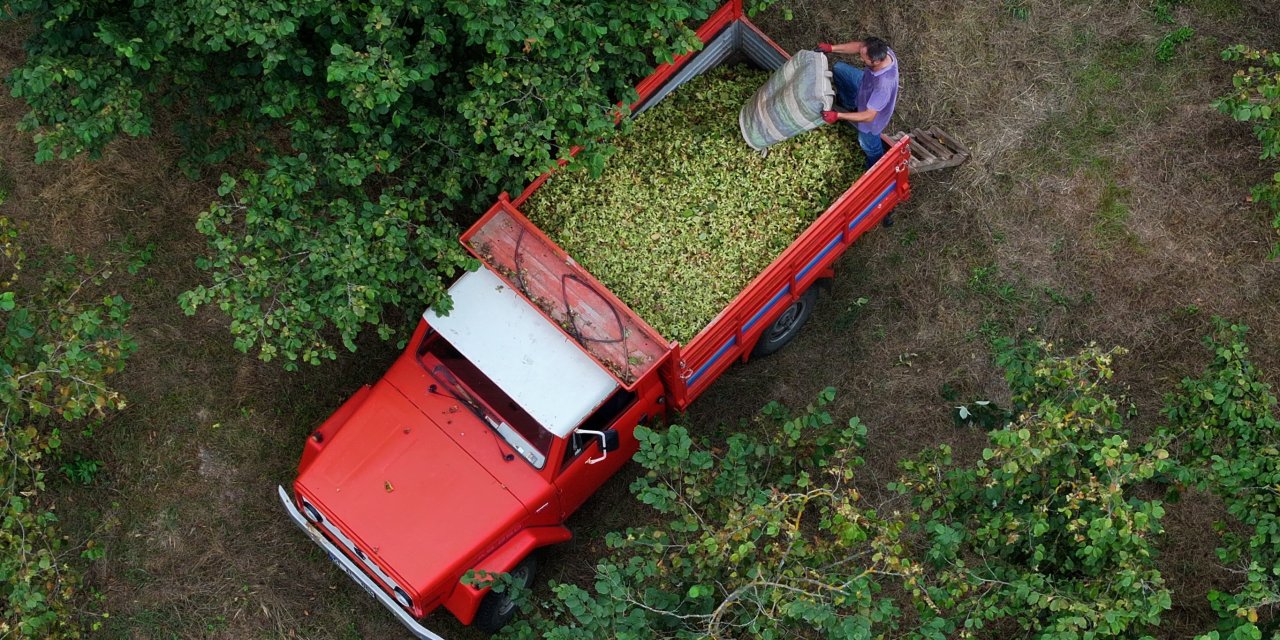 Fındık üreticileri hasadı başlattı