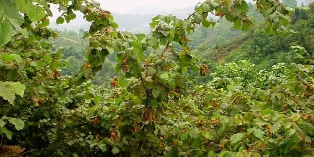 Fındık bahçesinde cansız bedenleri bulundu: Feci ölüm