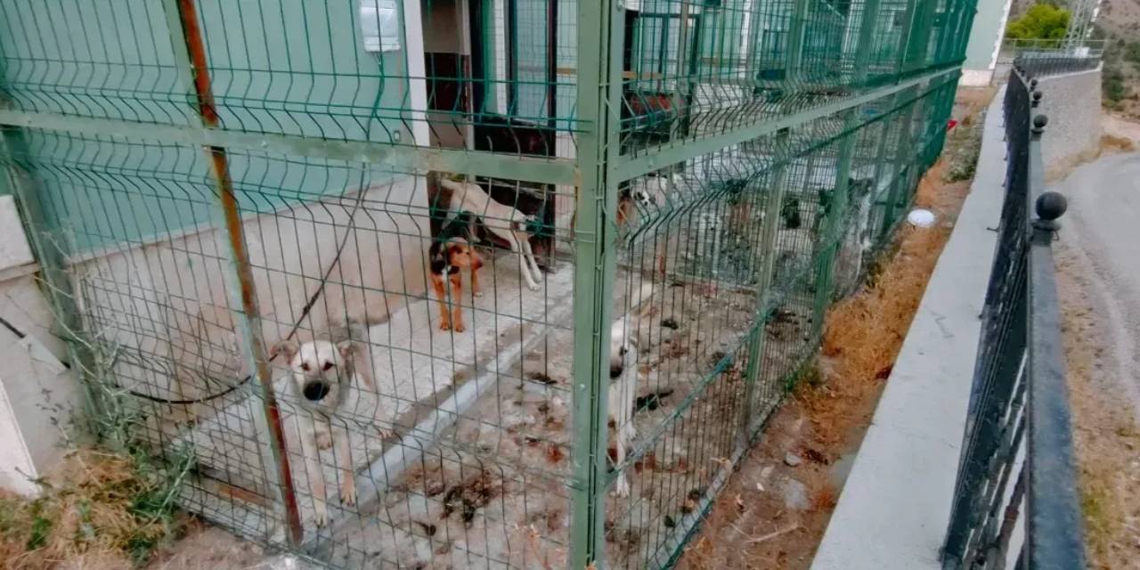 Valilikten hayvanların barınakta susuzluktan öldüğü iddialarına açıklama