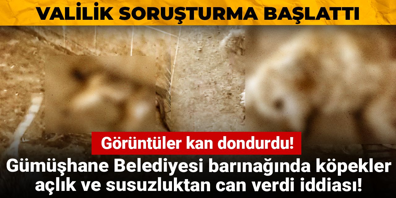 Gümüşhane Belediyesi barınağında köpekler açlık ve susuzluktan can verdi iddiası! Valilik soruşturma başlattı