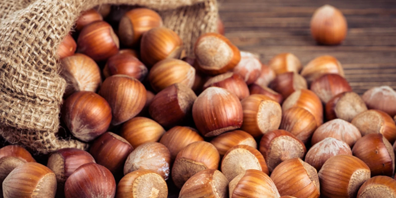 Fındık üreticisine tuzak mı kuruluyor? Dev kriz kapıdayken CHP'li vekil isim isim açıkladı