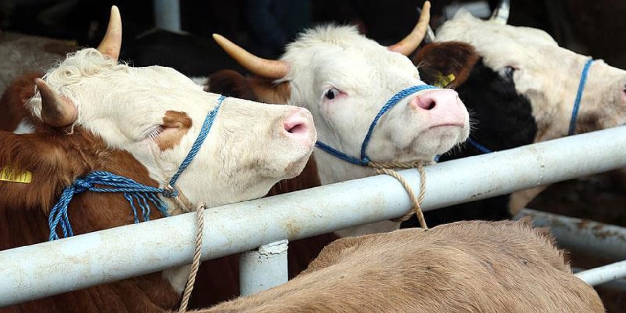 Türkiye'de skandal bitmiyor! Bu sefer de hayali besicilikten büyük vurgun