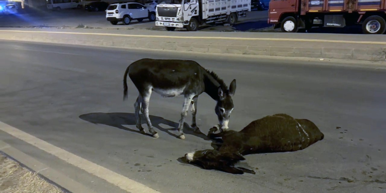 Otomobilin çarptığı eşek öldü! Yavrusu annesinin başından ayrılmadı