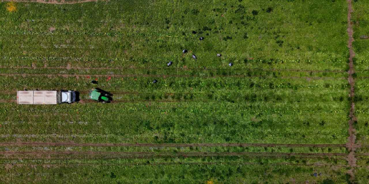 Üretici dertli: Tarlada ter, hesapta ateş