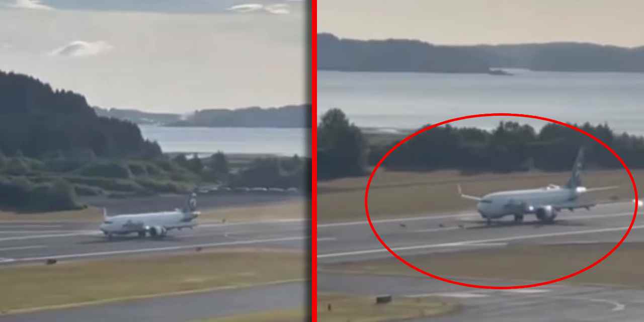 Uçak geyiğe çarptı