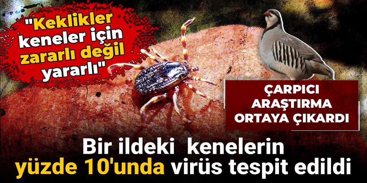 Bir ildeki  kenelerin yüzde 10'unda virüs tespit edildi: Herkesin doğru bildiği meğer yanlışmış