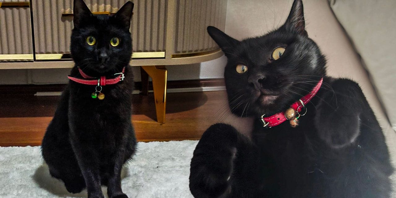 Kedi tüyü gerçekten öldürür mü? Uzman isim son noktayı koydu