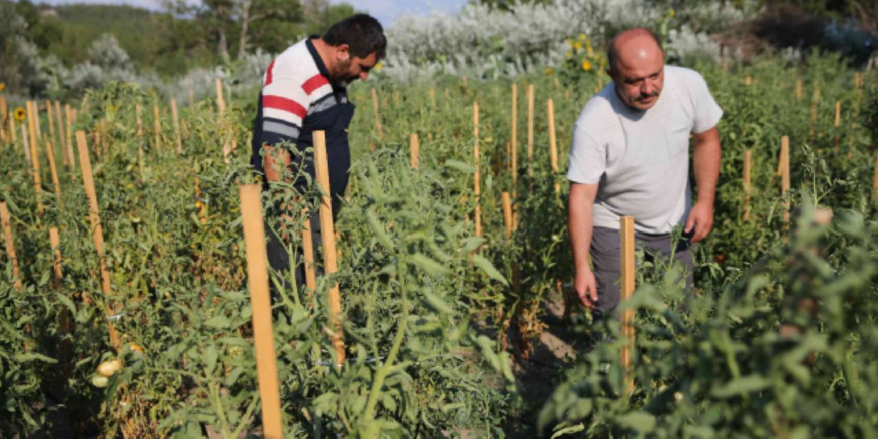 Dekara yaklaşık 2 ton ürün veriyor: Kilosu 70 liraya kapış kapış satılıyor