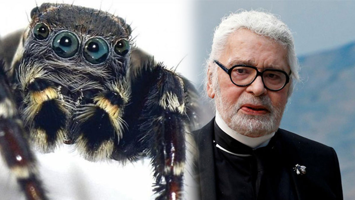 Yeni keşfedilen örümcek türüne 'gözleri benzediği' için ünlü modacı Karl Lagerfeld'in adı verildi