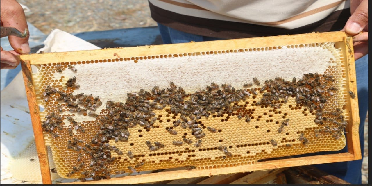 Erzincan'ın altın değerindeki Geven balında bereketli sezon: Üretici kovan başına 10 kg bal bekliyor