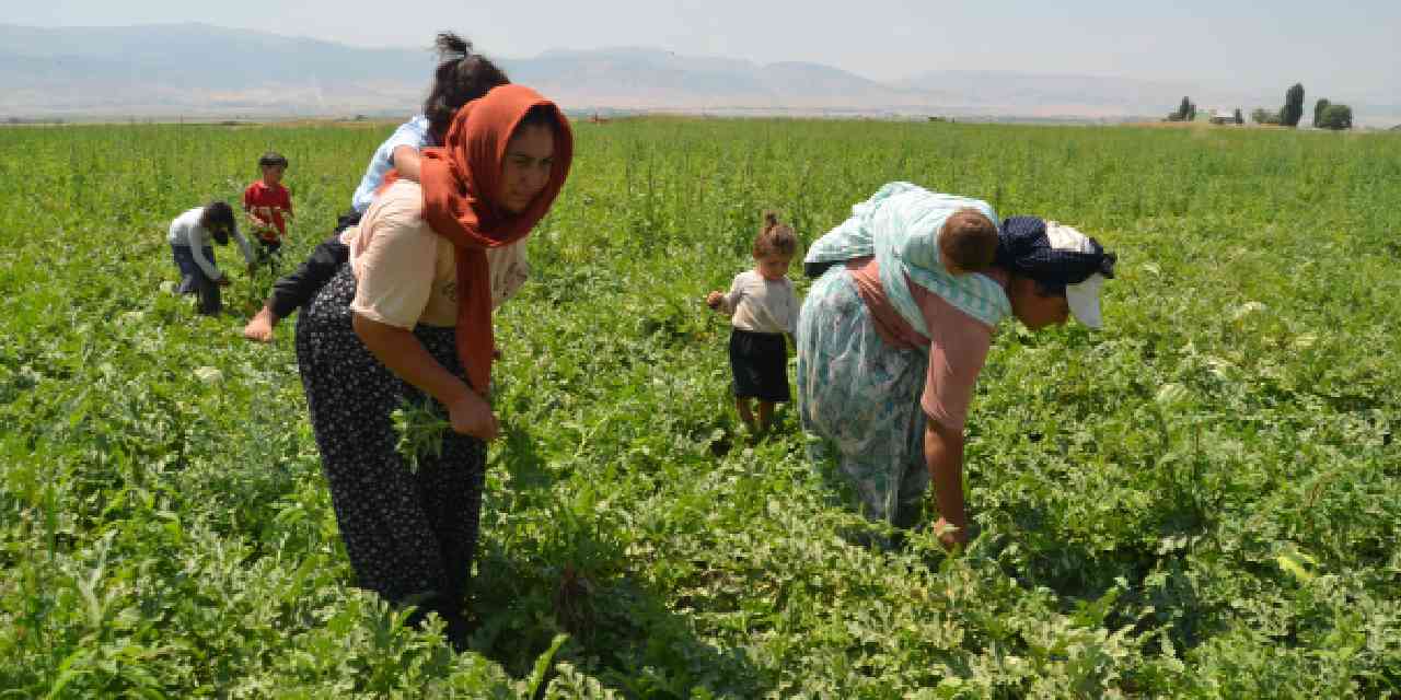 Hasat sabahın ilk ışıklarıyla başlıyor: Ev ekonomisine katkı sağlıyorlar