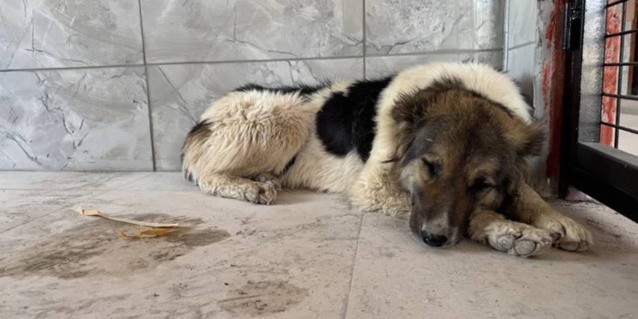 Sadakati yürek burktu: Sahibinin mezarından ayrılmayan köpek artık güvende