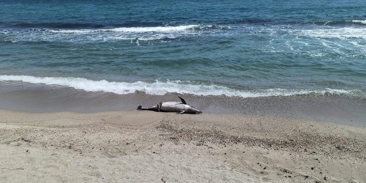 Tekirdağ'da ölü yunus sahile vurdu