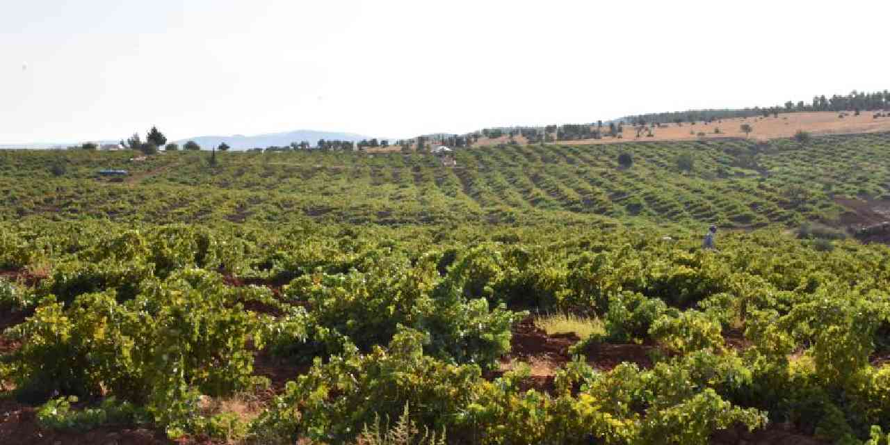 Tekirdağ'da hasadı başladı: 40 ton rekolte bekleniyor