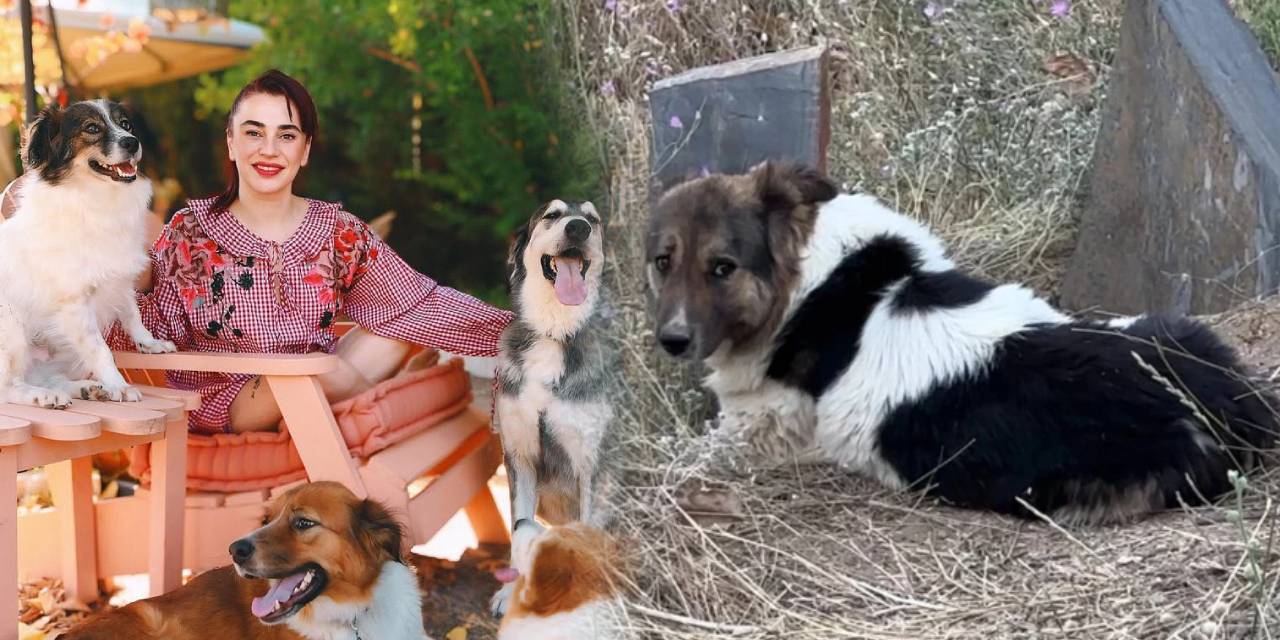 Vefalı can dostuna kavuştu: Ceylan Ertem gözyaşlarıyla bekledi!