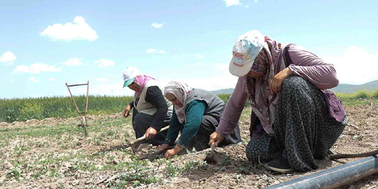 Yüzde 50 hibeli verilecek