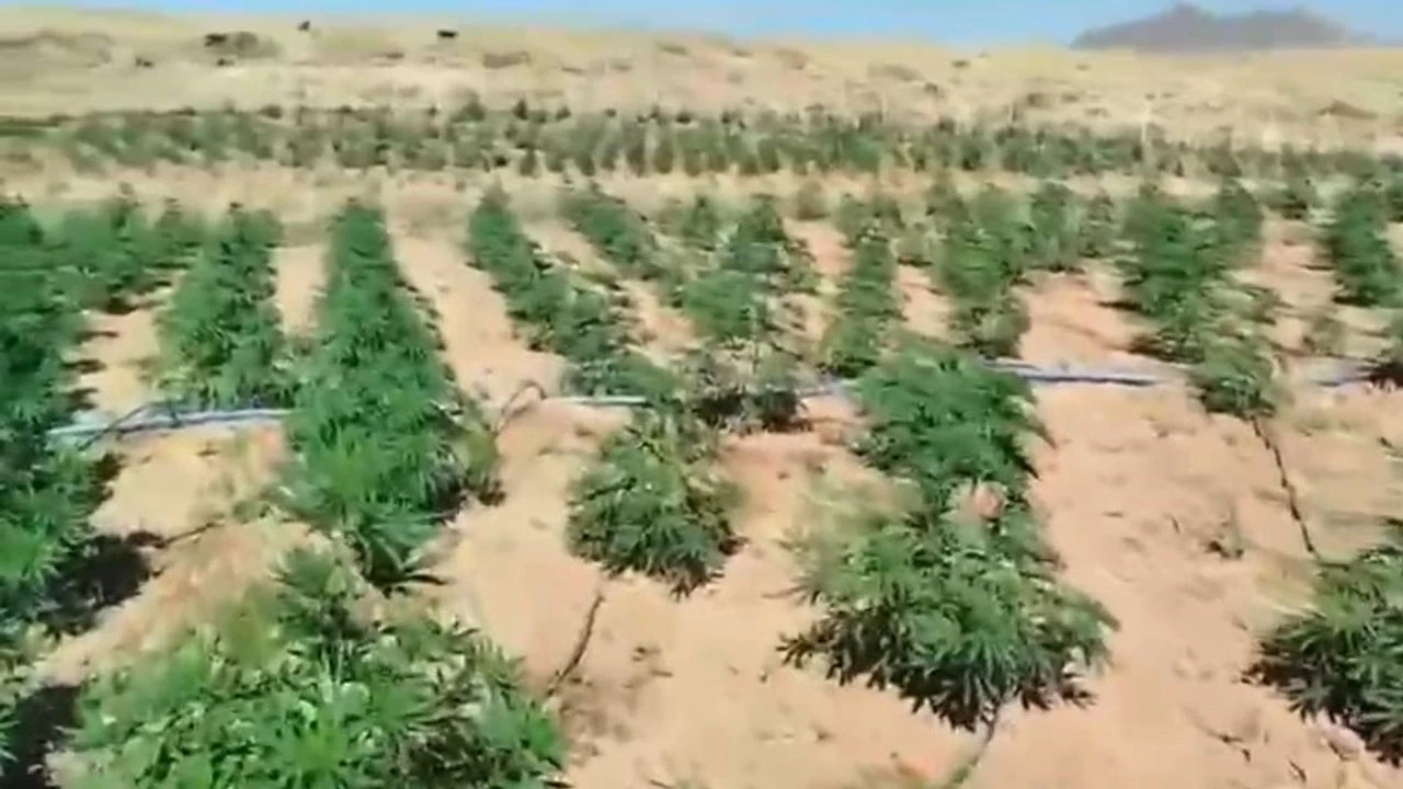 Bingöl'de binlerce kök kenevir ele geçirildi