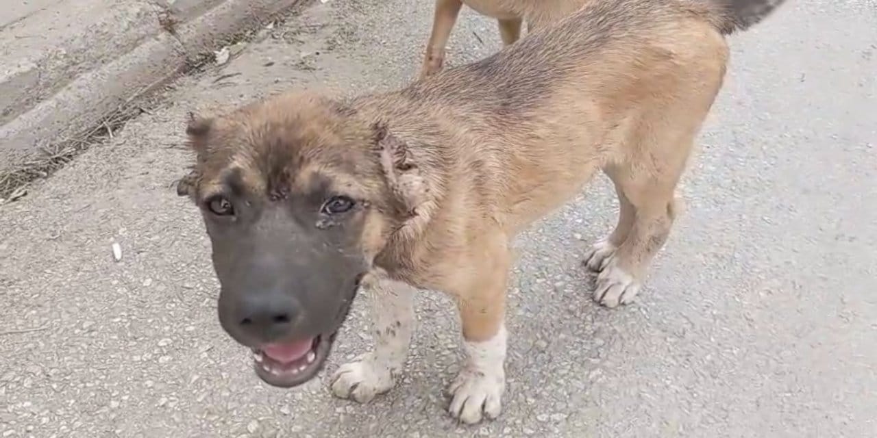 Sokak köpeklerinin kulaklarını kesti