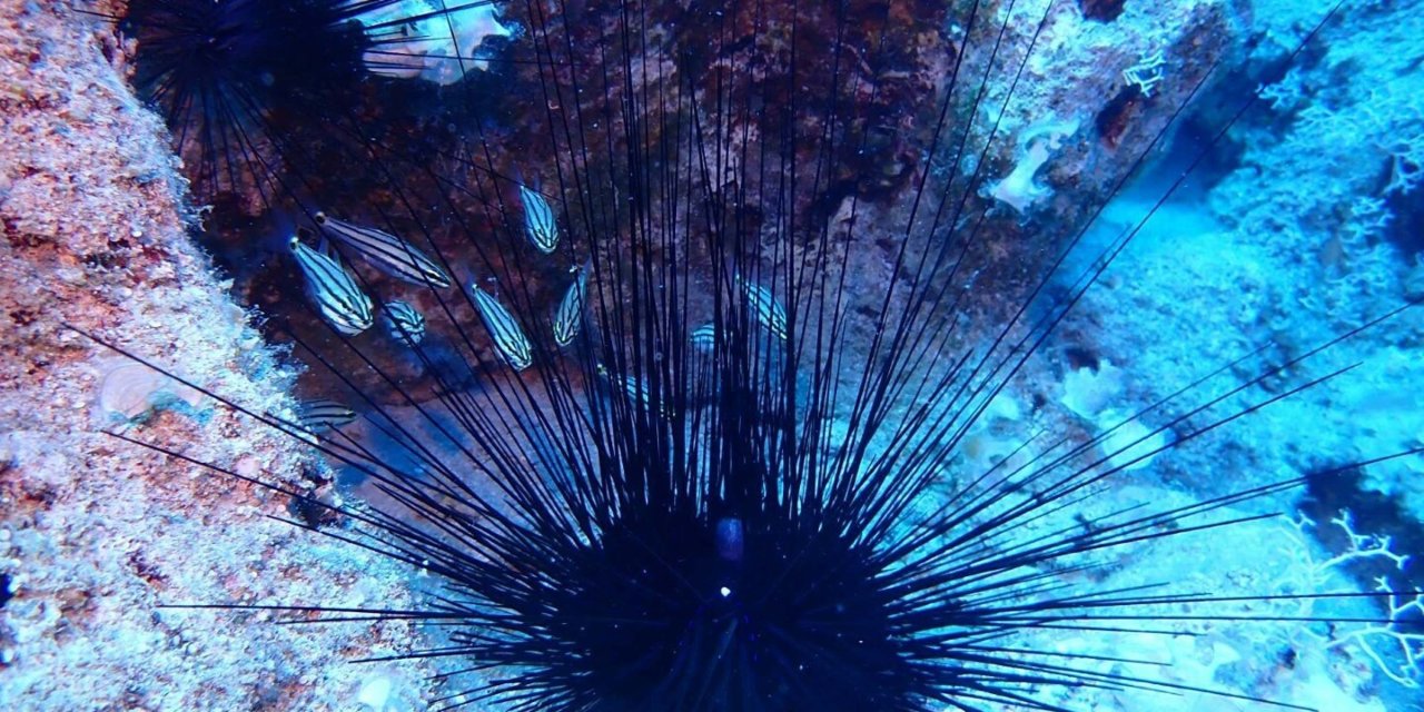 Ege ve Akdeniz'de 'zehirli' istila alarmı