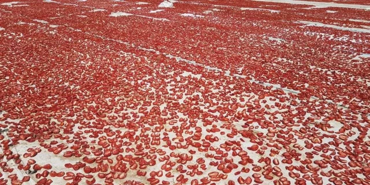 Diyarbakır'dan İtalya’ya pizza sosu olmaya gidiyorlar