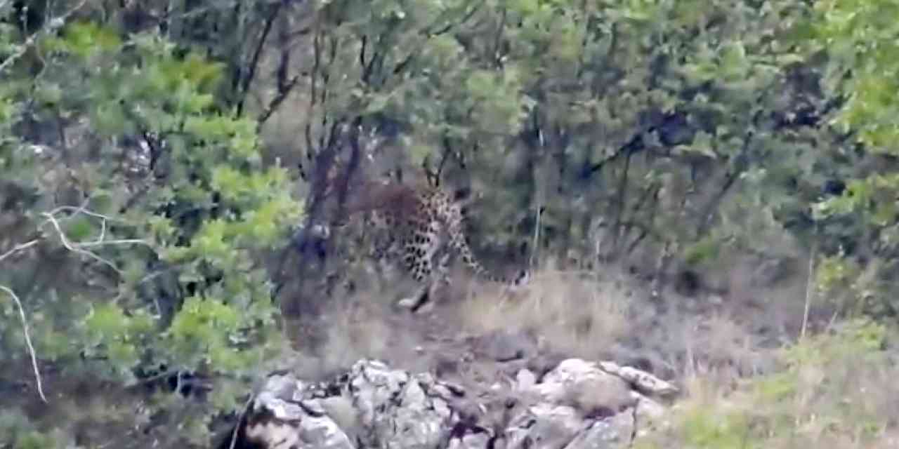 Antalya'da görüldü: Zarar vermenin cezası 45 milyon TL ve hapis