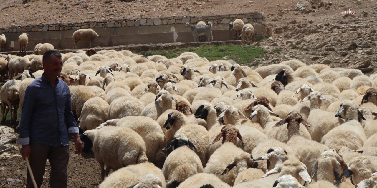 Et baronlarından sonra 'çoban baronları' türedi: