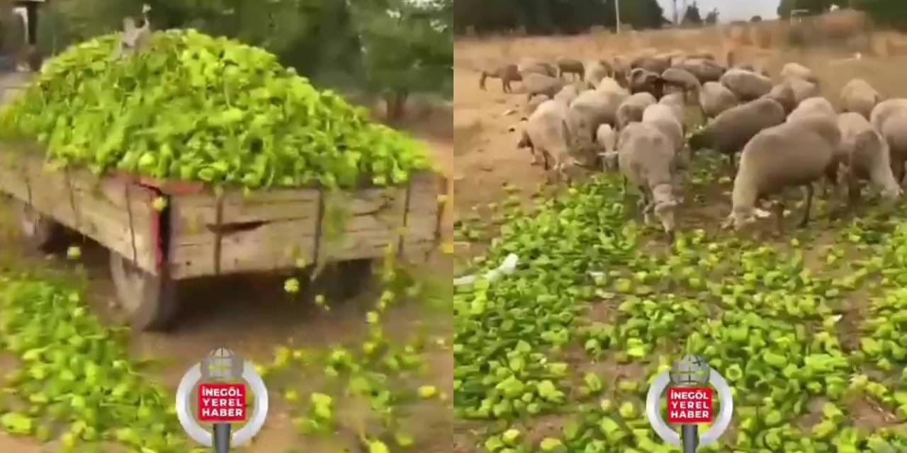 Para etmeyen biberleri hayvanlara yem etmişti: Bakanlık işlem başlattı