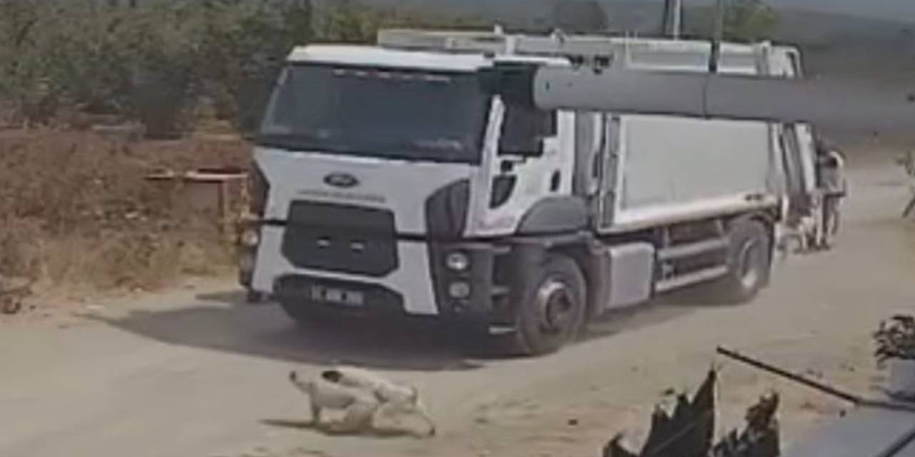 Ezerek öldürdükleri köpekleri çöp kamyonuna attılar!